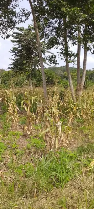 Farmland at Gomoa Odumase Forsale