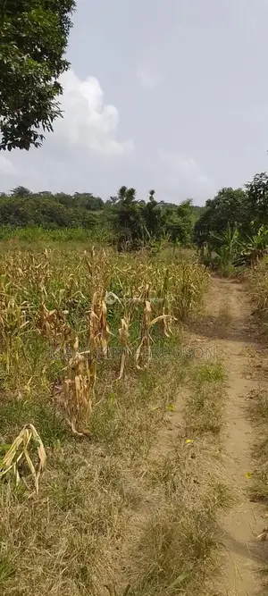 Farmland at Gomoa Odumase Forsale
