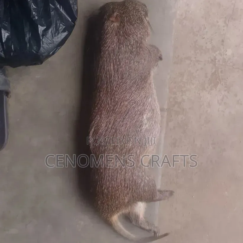 Grass Cutter Meat
