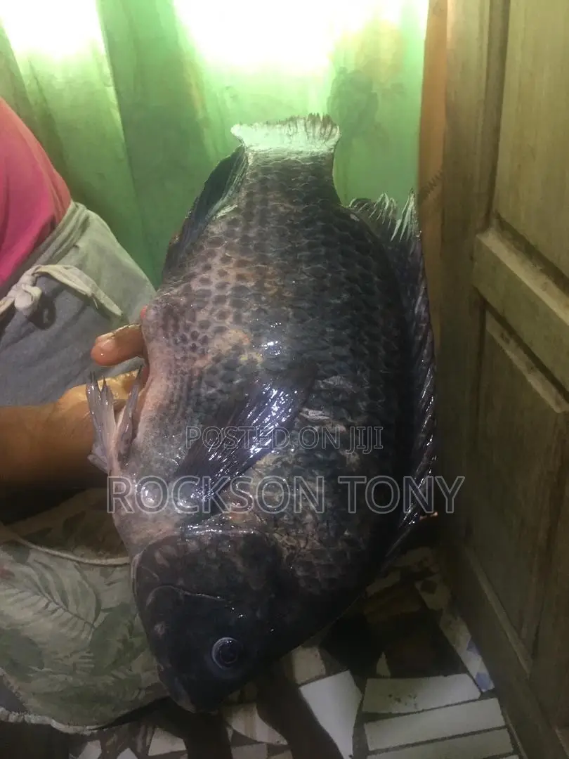 Fresh Tilapia