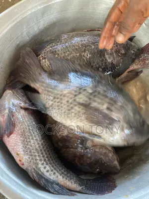 Fresh Tilapia