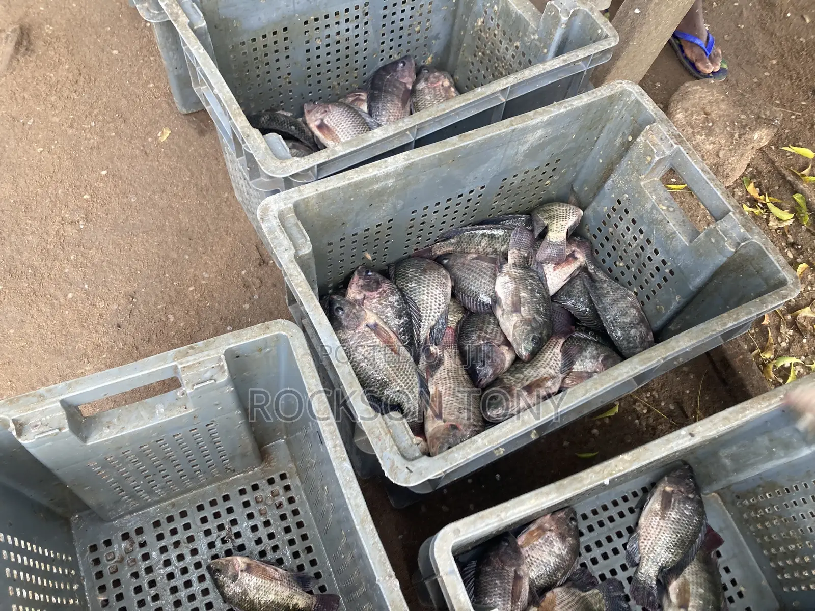 Fresh Tilapia