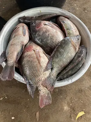 Fresh Tilapia