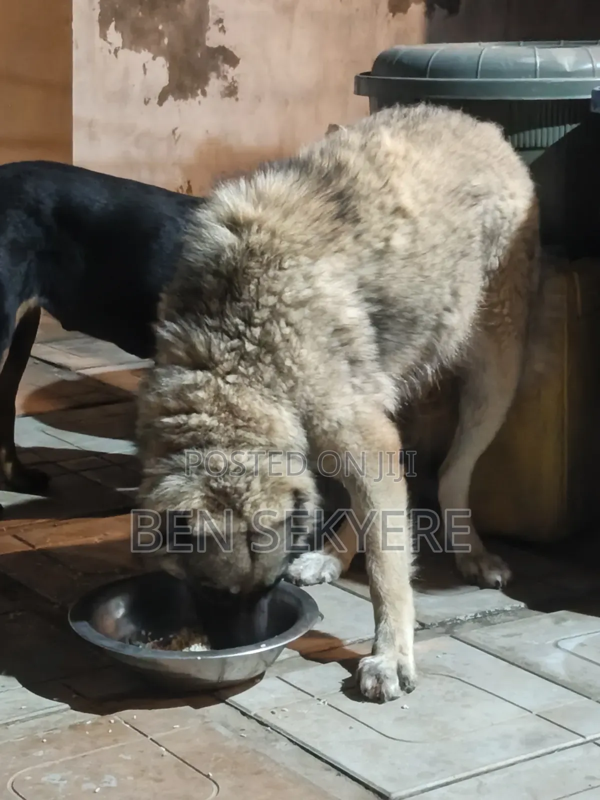 1+ year Female Purebred Caucasian Shepherd