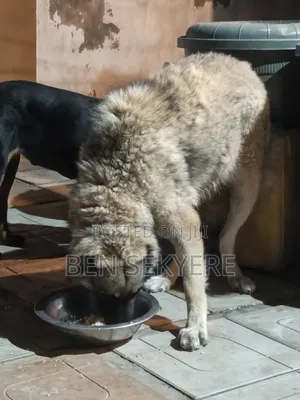 1+ year Female Purebred Caucasian Shepherd