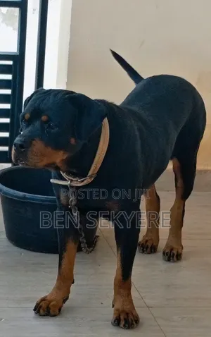 1+ year Female Purebred Rottweiler