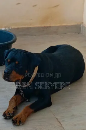 1+ year Female Purebred Rottweiler