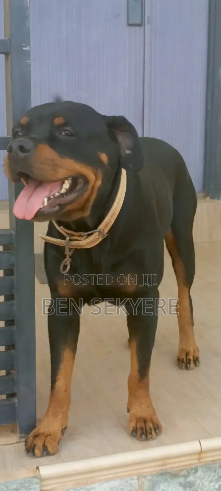 1+ year Female Purebred Rottweiler