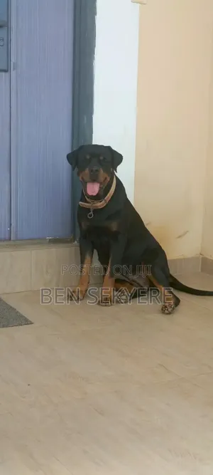1+ year Female Purebred Rottweiler