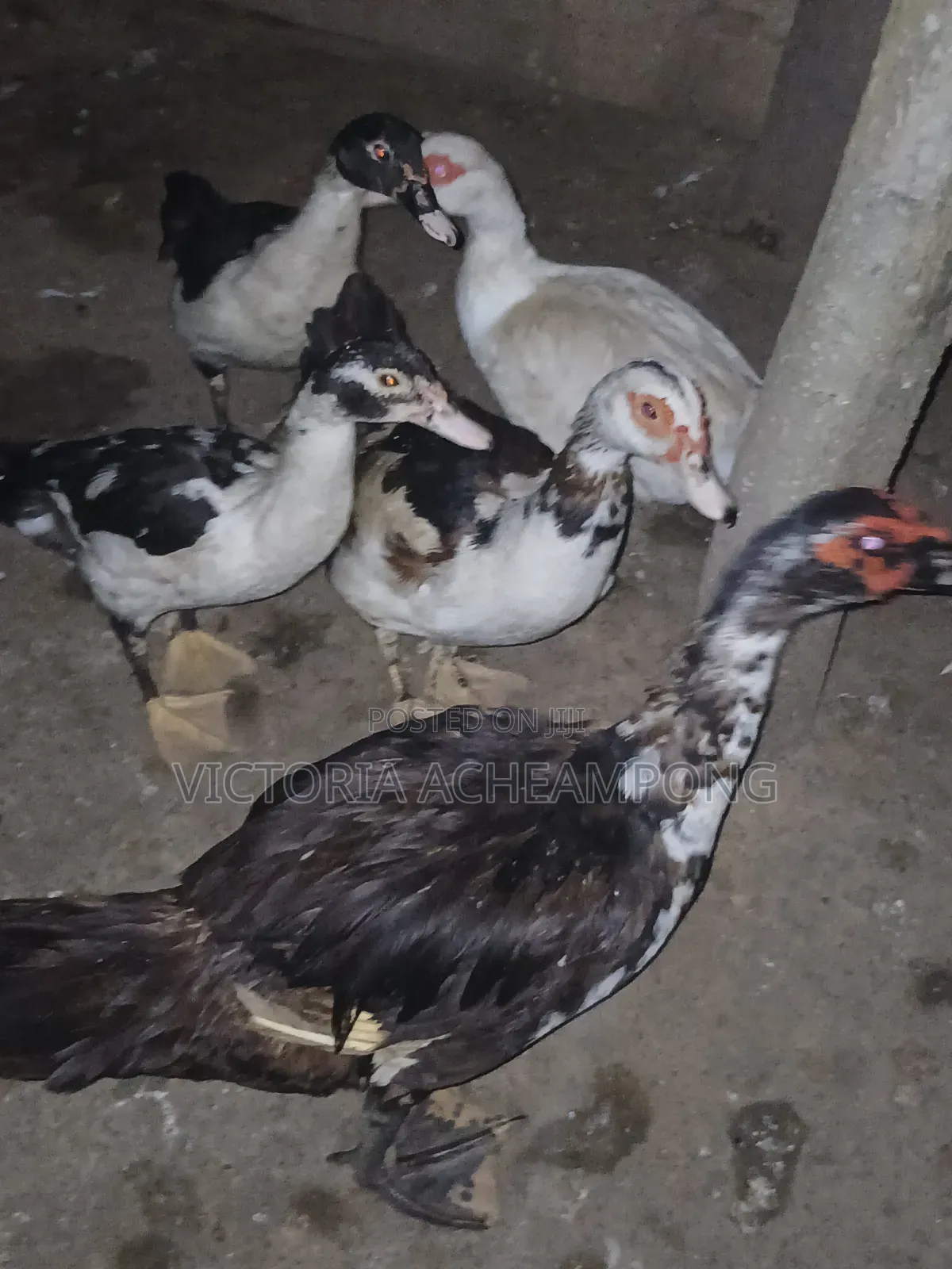 Breeding Stock Ducks for Sale 3 Matured 2 Growers