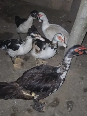 Breeding Stock Ducks for Sale 3 Matured 2 Growers