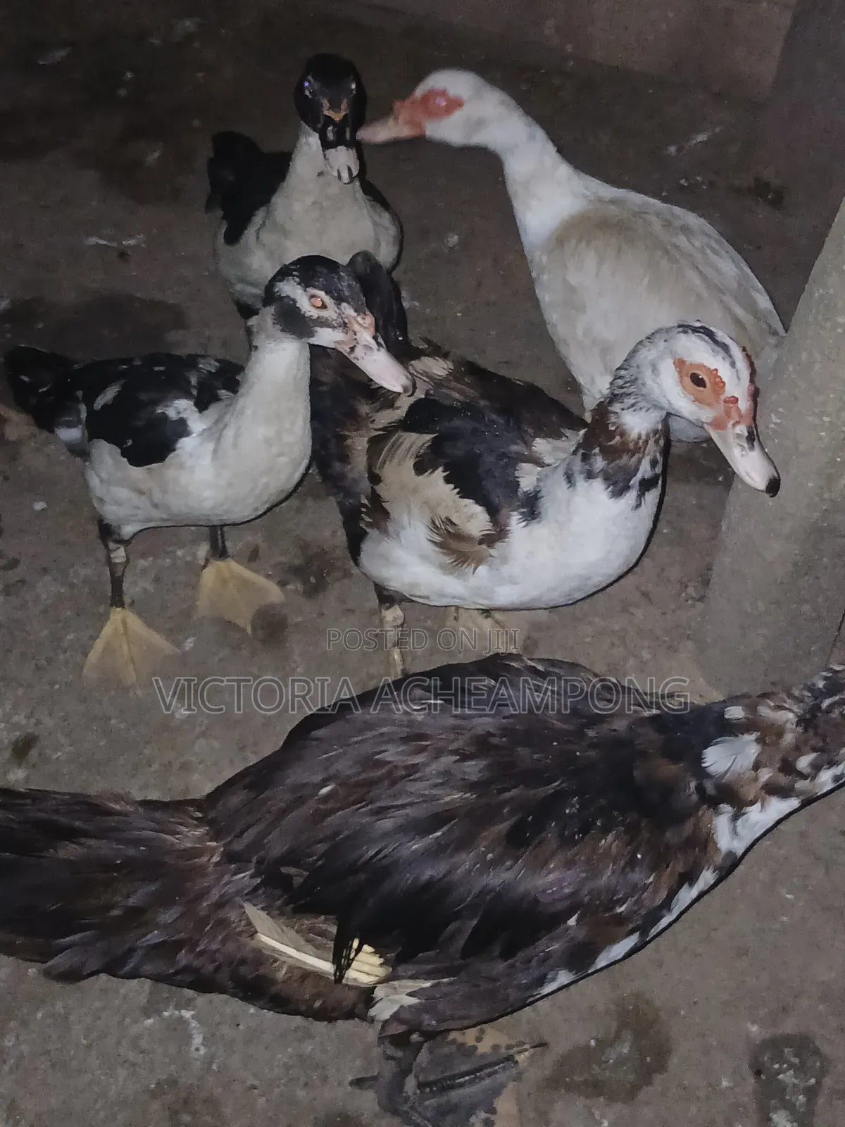 Breeding Stock Ducks for Sale 3 Matured 2 Growers