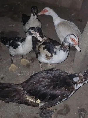 Breeding Stock Ducks for Sale 3 Matured 2 Growers