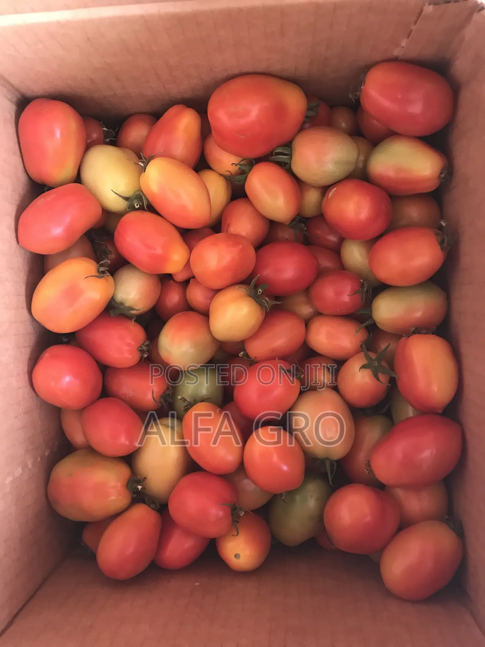 Tomatoes Cherry Sizes(250 in Carton)