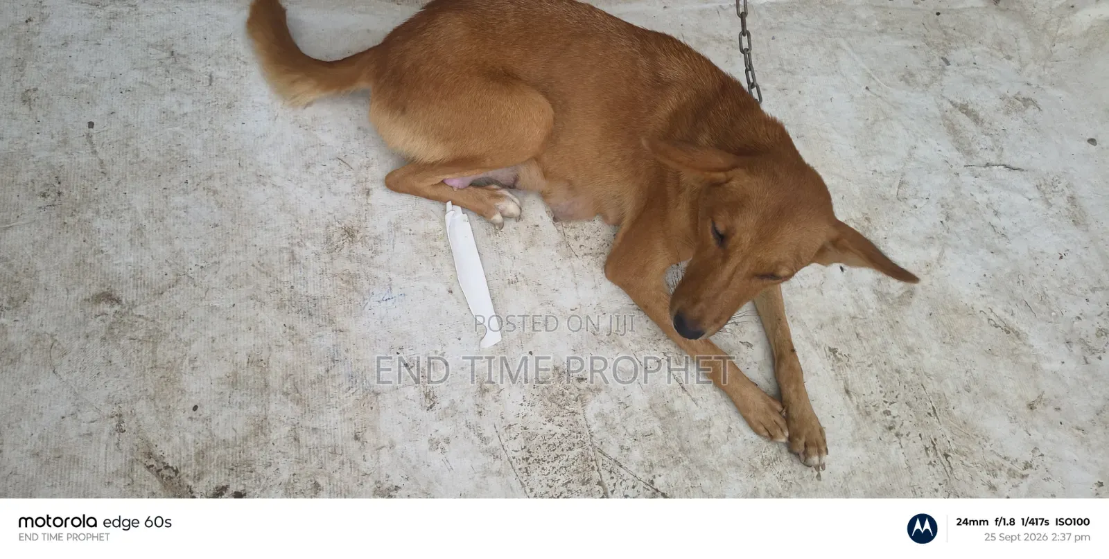 1+ year Female Mixed Breed Mongrel (No Breed)