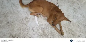1+ year Female Mixed Breed Mongrel (No Breed)