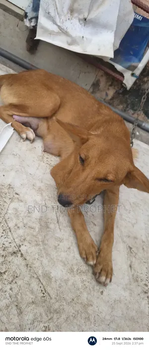1+ year Female Mixed Breed Mongrel (No Breed)