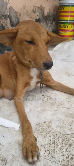 1+ year Female Mixed Breed Mongrel (No Breed)