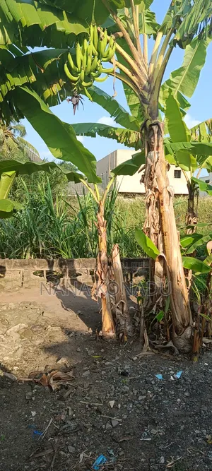 1 Plot of Land for Sale