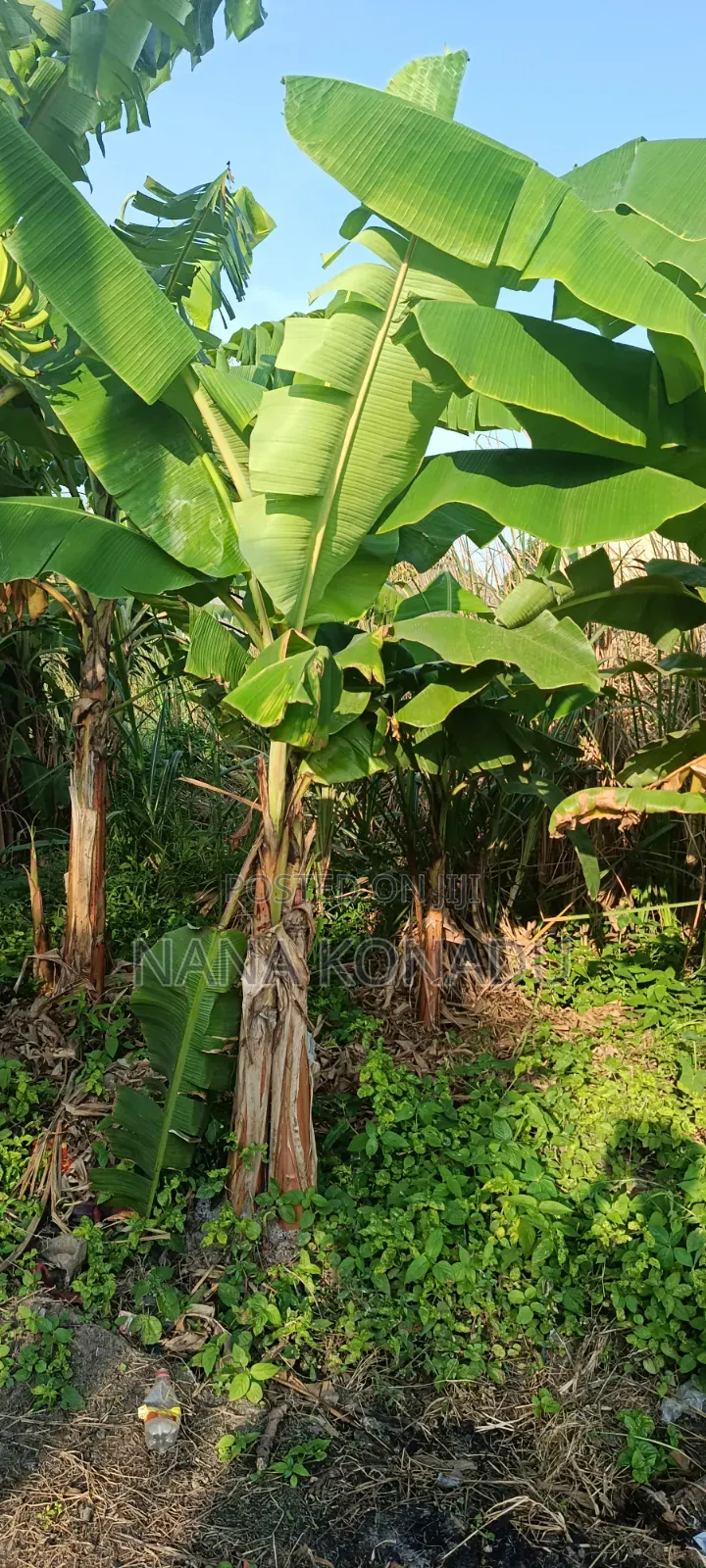 1 Plot of Land for Sale