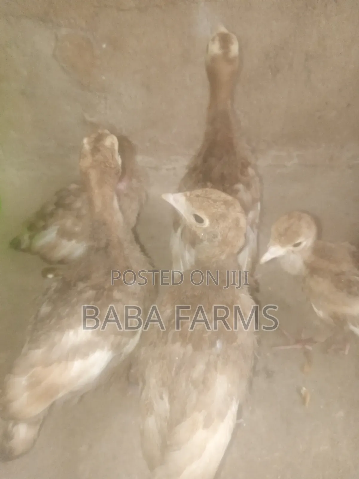 Bourbon Red or Brown Turkeys
