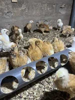 Chicken Sasso