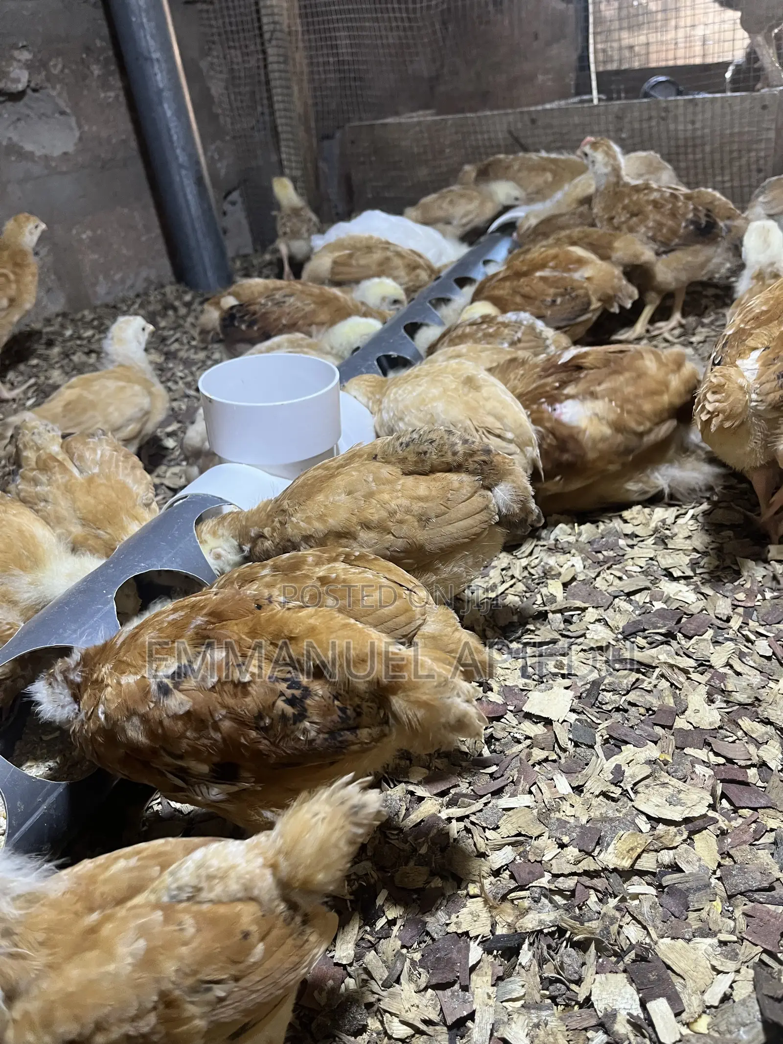 Chicken Sasso
