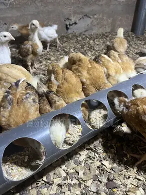 Chicken Sasso