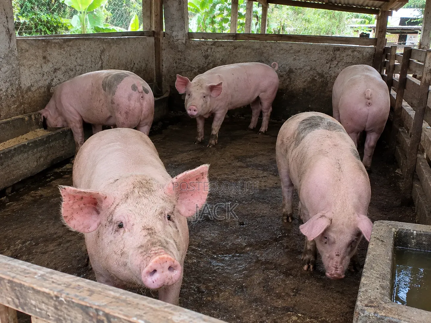 Live Pigs and Frozen Pigs for Sale (40cedis =1kg)