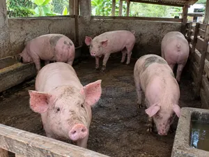 Live Pigs and Frozen Pigs for Sale (40cedis =1kg)