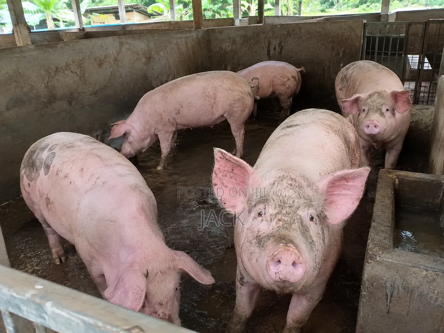 Live Pigs and Frozen Pigs for Sale (40cedis =1kg)