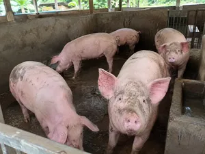 Live Pigs and Frozen Pigs for Sale (40cedis =1kg)