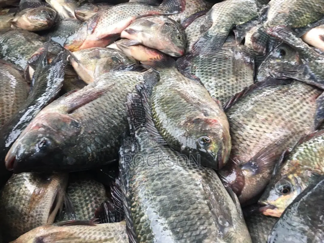 Fresh Tilapia