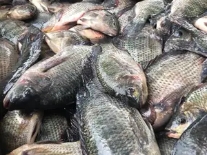 Fresh Tilapia