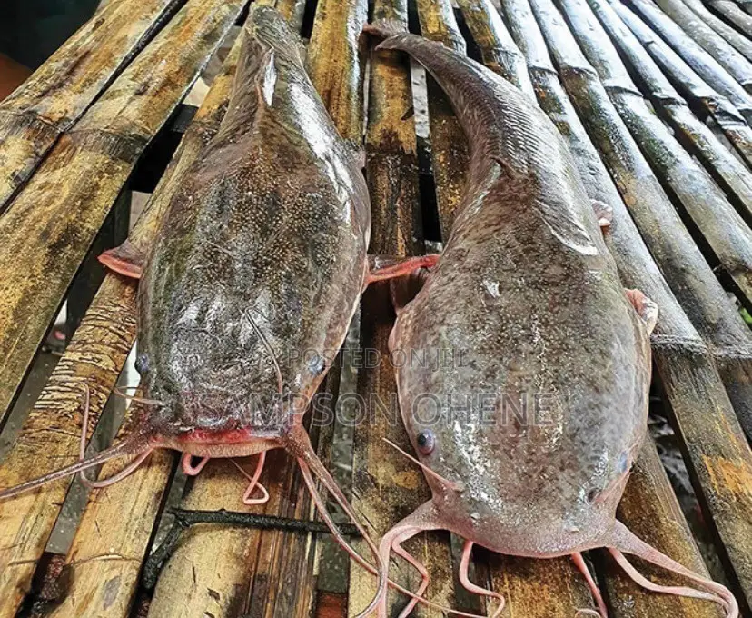 Fresh Catfish