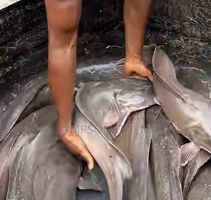 Fresh Catfish