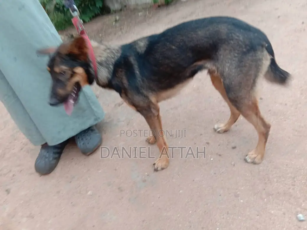 6-12 months Male Purebred German Shepherd