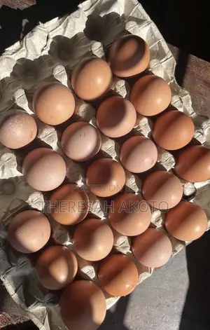 Fresh Eggs