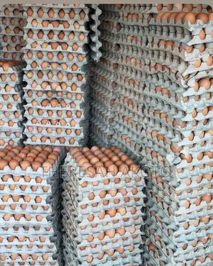 Fresh Eggs
