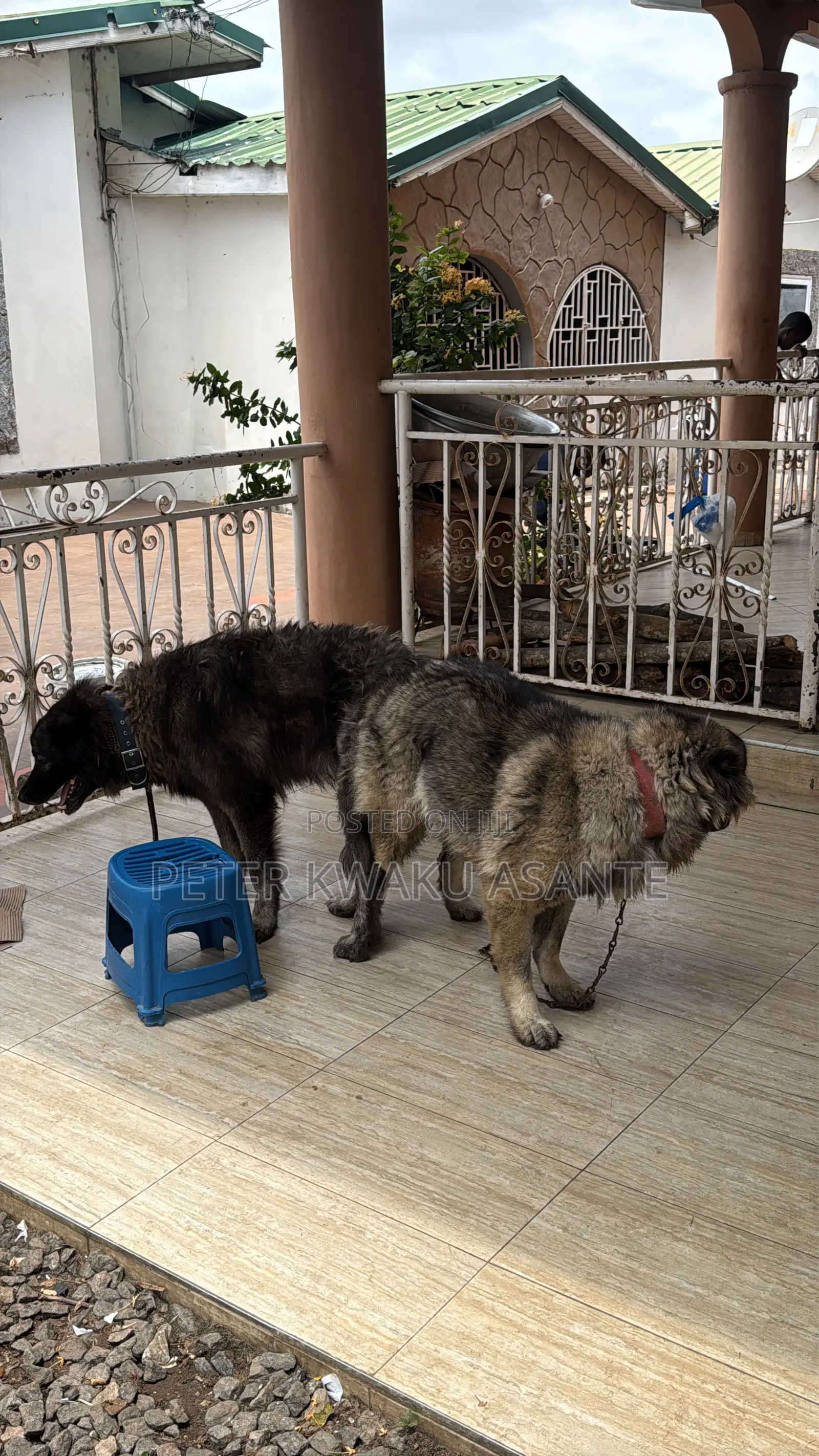1+ year Male Purebred Caucasian Shepherd