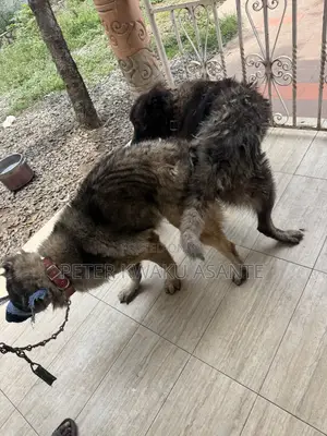 1+ year Male Purebred Caucasian Shepherd