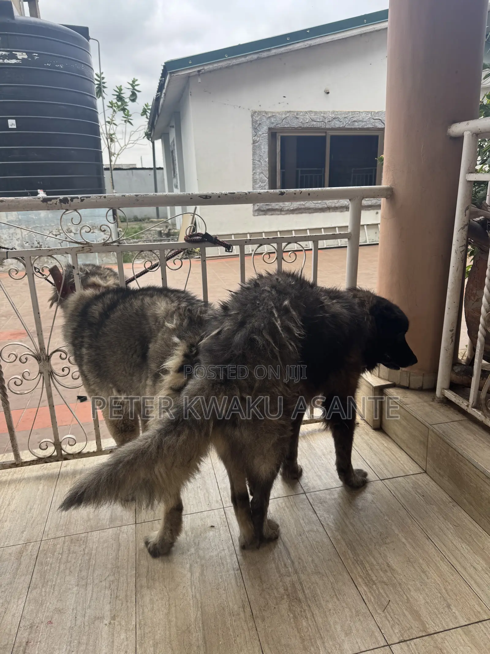 1+ year Male Purebred Caucasian Shepherd