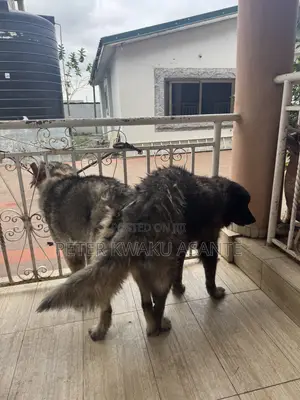 1+ year Male Purebred Caucasian Shepherd