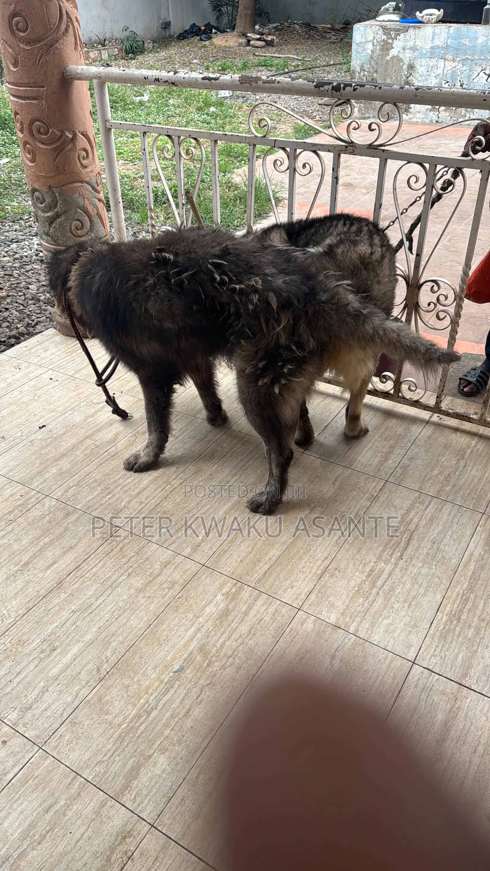 1+ year Male Purebred Caucasian Shepherd