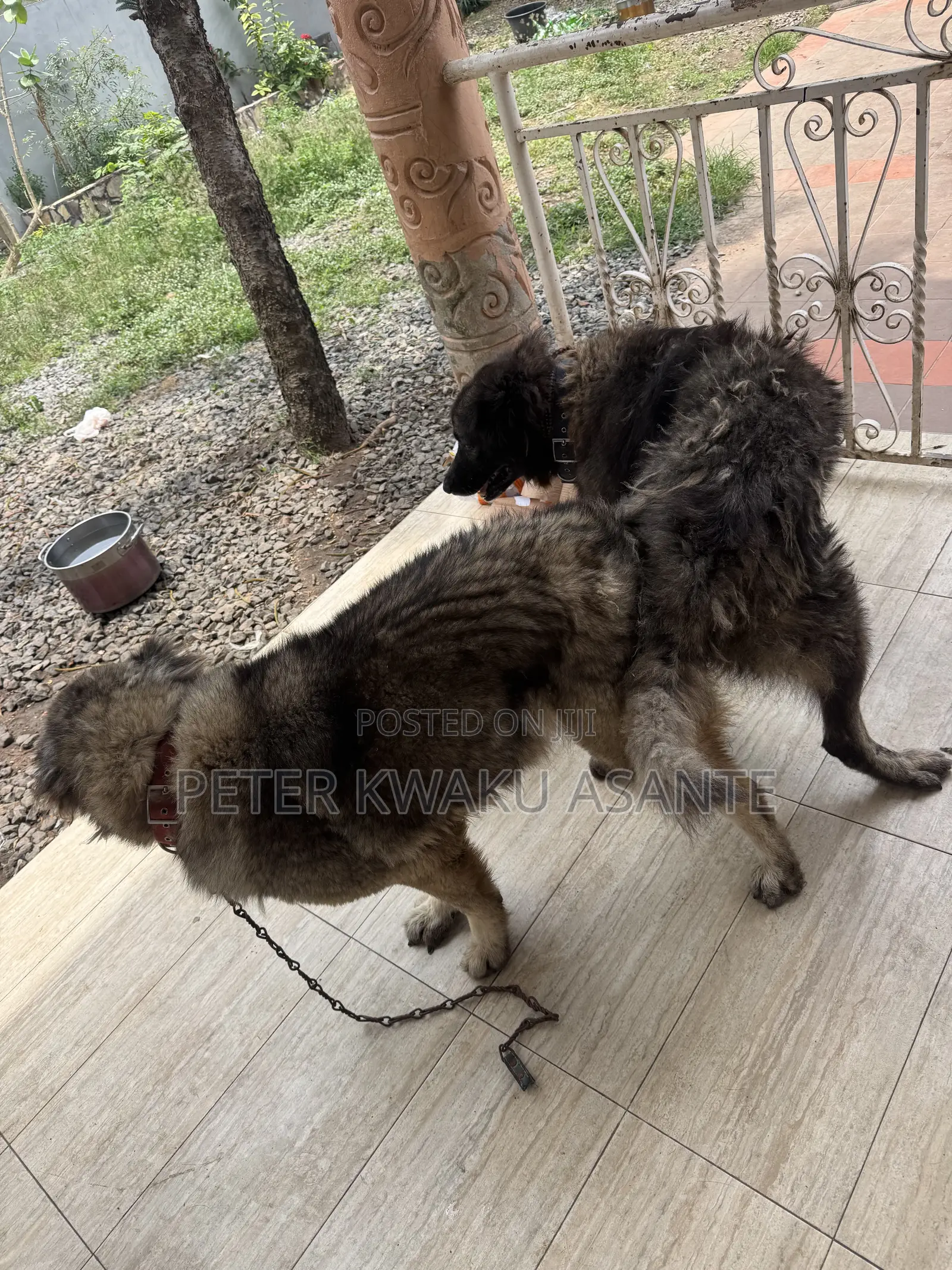 1+ year Male Purebred Caucasian Shepherd