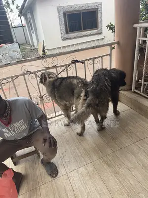 1+ year Male Purebred Caucasian Shepherd