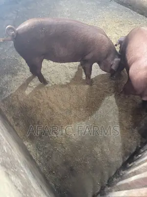 Pure Duroc Weaners for Sale