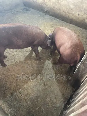 Pure Duroc Weaners for Sale