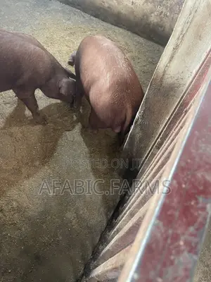 Pure Duroc Weaners for Sale