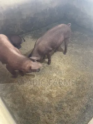 Pure Duroc Weaners for Sale